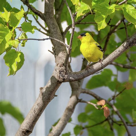 American Goldfinch Breeding Plumage - Square Photograph by Debra Martz ...