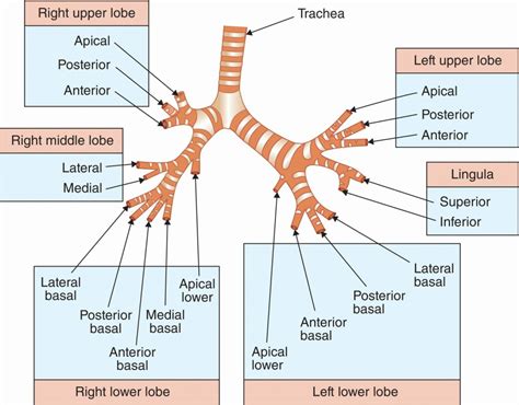 2: Embryology, anatomy, and physiology of the lung | Thoracic Key