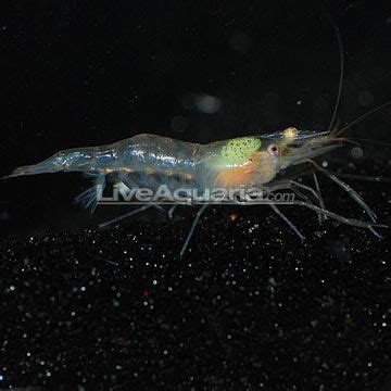 a close up of a shrimp in the dark