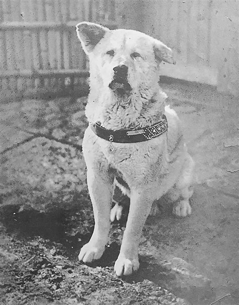 The story of Hachiko the dog: Japan's most famous canine