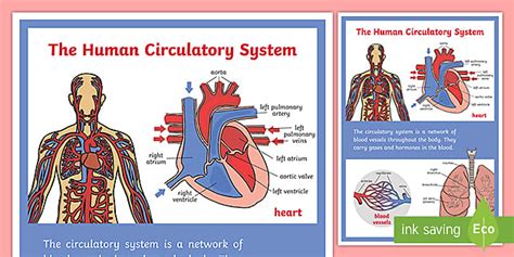 Human Body Heart Lungs and Blood Vessels Display Poster - bodies