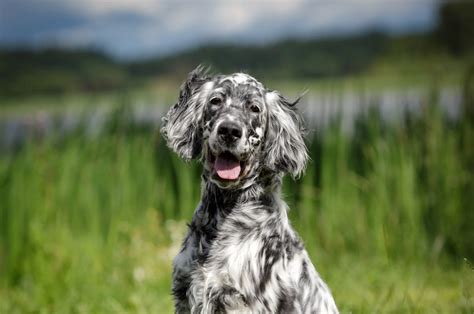 English Setter Colors: The Commons And The Rares