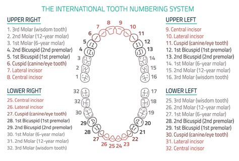 Diagram Of The Tooth Numbering System | Images and Photos finder