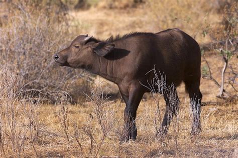 African Buffalo Calf - a photo on Flickriver