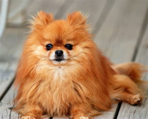 Cute Pomeranian Dog Info| Small Dog Breeds - Doglers