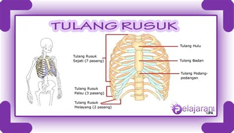 Tulang Insan Pengertian Jenis Dan Struktur Beserta Fungsinya - Riset