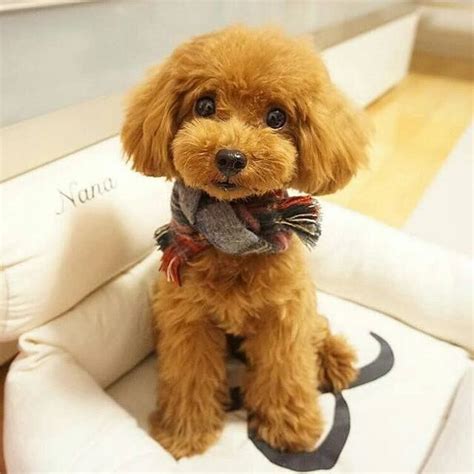 Pin by Ana Tininha Martins on Cães | Poodle teddy bear cut, Toy poodle ...