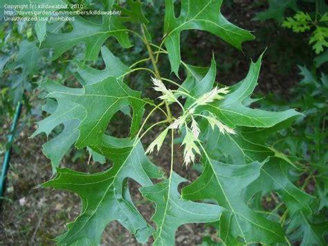 Texas Red Oak Tree Leaves