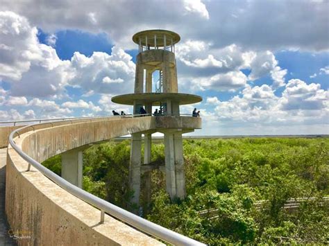 Everglades National Park: Biking the Shark Valley Trail - Coastlines to ...