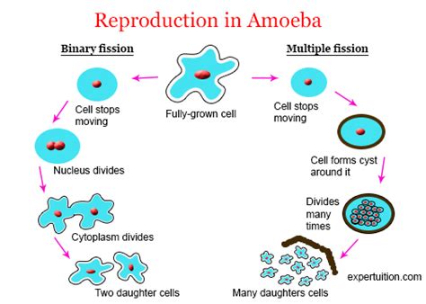 story idea: "reincarnated as a fucking amoeba" | Scribble Hub Forum