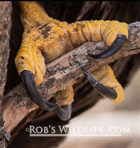 American Bald Eagle Talons, Talons Photography Print, Eagle Talon ...