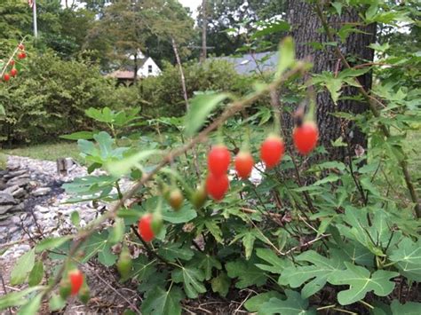 How to Harvest Goji Berry Lycium barbarum - Great Escape Farms