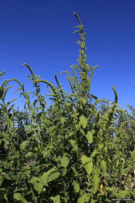 Flora Bonaerense: Amaranto (Amaranthus hybridus)