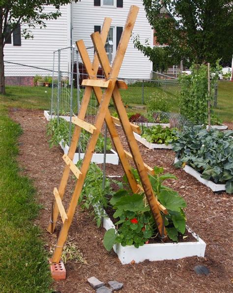 Squash and the trellis...really? (With images) | Diy trellis, Squash ...