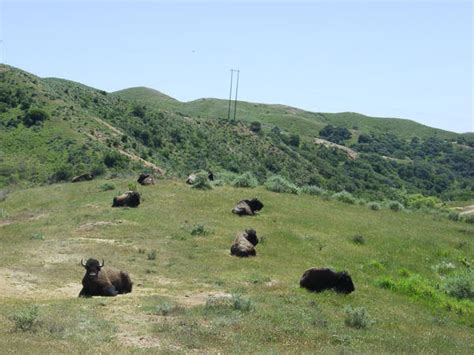 Catalina Island wildlife by jswis on DeviantArt