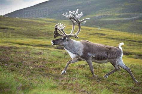 Reindeer (Rangifer tarandus) adult male, antlers in velvet, walking ...