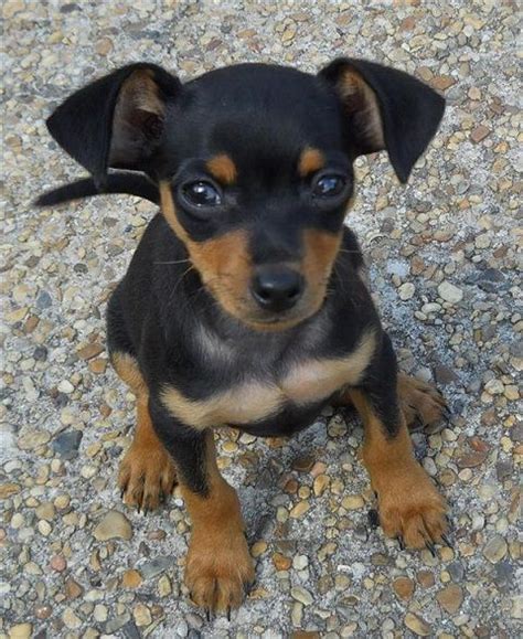 My pick - miniature pinscher with floppy ears and full tail! | Animals ...