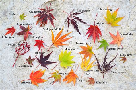 Do Japanese Maple Leaves Change Color - Brandon Russell's Coloring Pages