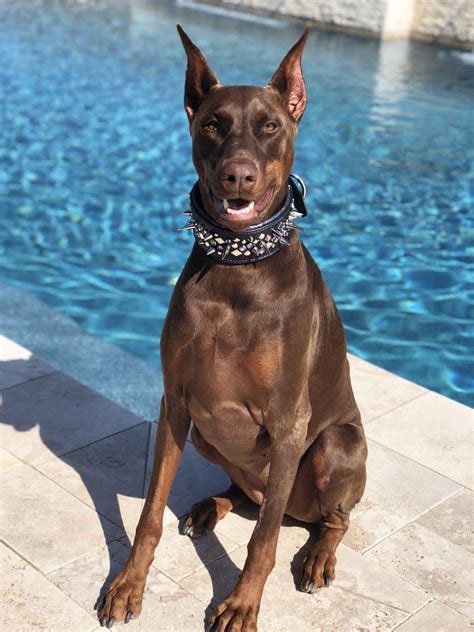 The Doberman - Your Ultimate Breed Information Guide - Your Dog Advisor