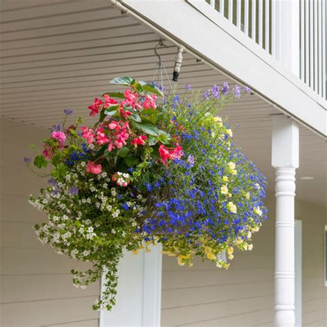 Hanging Basket