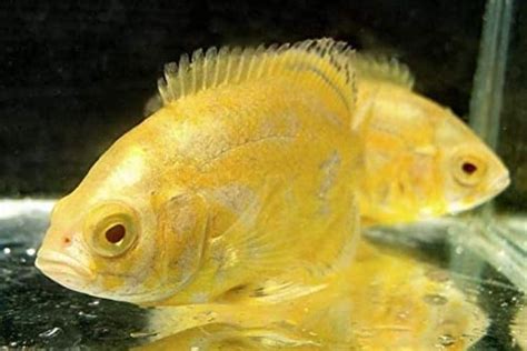 15 Popular Types of Oscar Fish