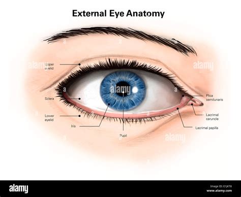 External anatomy of the human eye (with labels Stock Photo - Alamy