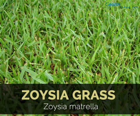 Zoysia Matrella