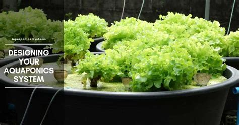 Aquaponics Fish Tank Design: Basic Plans, Growing Conditions & Media