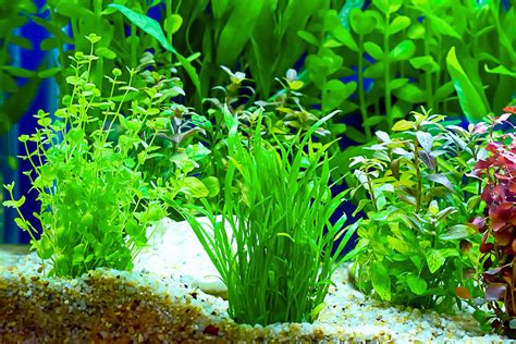 Growing Aquarium Plants How To Grow Aquarium Plants, 54% OFF