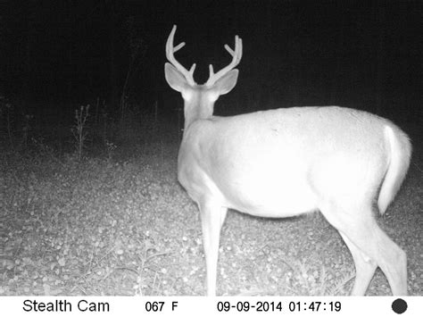 Trail Cam Update 9/15/2014 - Bow Hunting Maryland