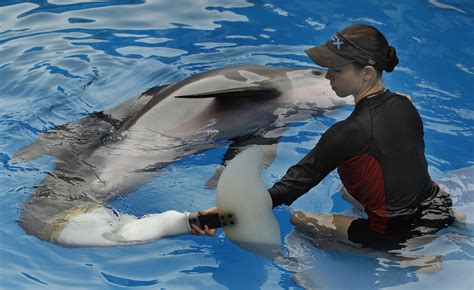 Dolphin plays herself in movie about remarkable survival after losing ...