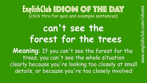 Can't see the forest forma the tree | Idioms and phrases, Slang words ...