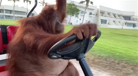 Orangutan Driving Golf Cart | Know Your Meme