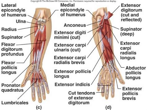 Wrist Flexors Muscles Wrist Flexor Tendon Anatomy Anatomy Human Body ...