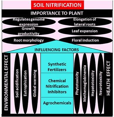 Frontiers | Factors Influencing Soil Nitrification Process and the ...