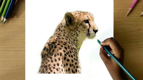 How to draw a realistic cheetah by colour pencil step by step | cheetah ...