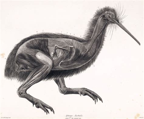 Flightless bird, Birds, Scientific illustration