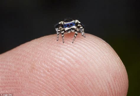 Cute Maratus personatus spider enchants internet with bizarre mating ...