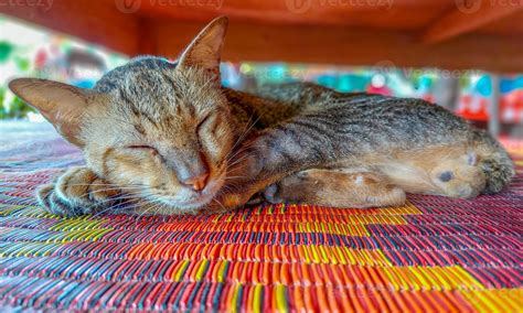 Sleeping cat under table. 11046960 Stock Photo at Vecteezy