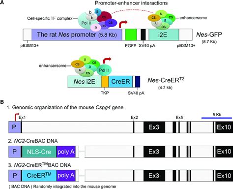 DNA Transgene Expression Vectors and Regulatory Mechanisms (A ...