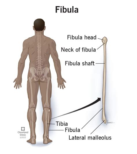 Fibula (Calf Bone): Anatomy, Function & Common Conditions