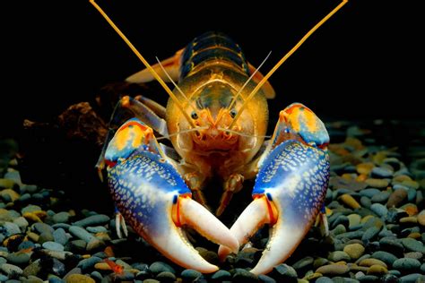 Pet Crayfish | 7 Freshwater Aquarium Crayfish! - Aquariadise