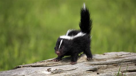 Learn About Skunk Babies and When They Leave the Den