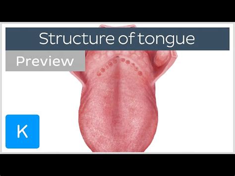 Tongue Anatomy Diagram