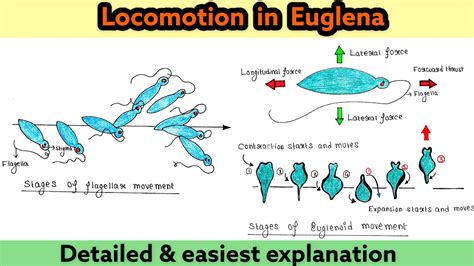 Locomotion in Euglena | Flagellar movement | Euglenoid movement ...