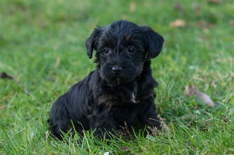 Scottie-Poo Puppies For Sale – Acorn Acres Puppies