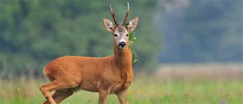 Roe Deer - A-Z Animals