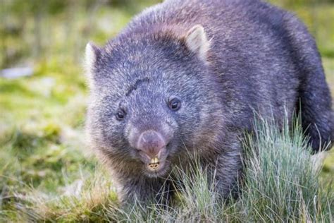 Types of Wombats - How Many Wombat Species Are There?