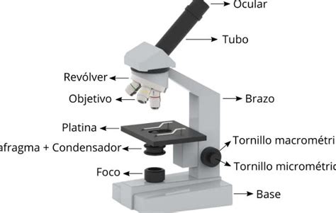 Microscopio Simple Y Compuesto: Todo Lo Que Necesitas Saber