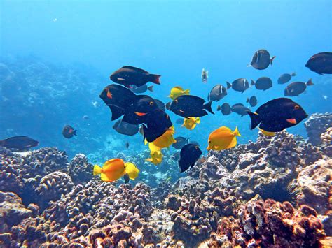 SNUBA - Maui Magic Snorkel - Molokini Snorkel Boat - Whale Watching